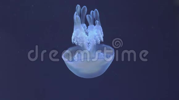 桶状水母的水下景观视频的预览图