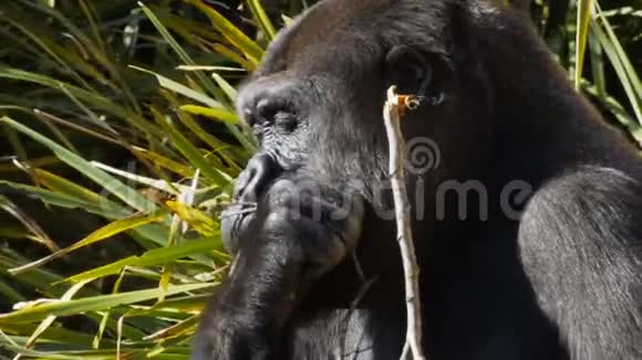 靠近一只雌性大猩猩视频的预览图