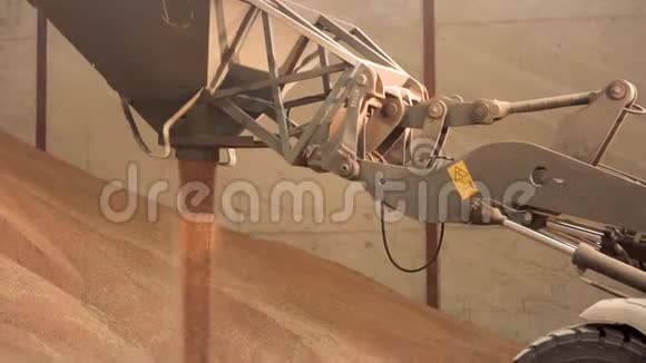 挖掘机装载机铲斗装粮收口食品厂仓库里的一大堆谷物视频的预览图