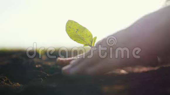 农业生态农业世界土壤一天的生活方式理念男农手用绿叶种树发芽视频的预览图