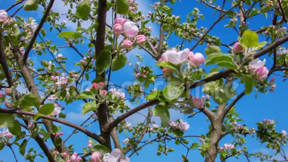 苹果树的花视频的预览图