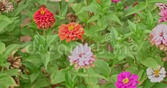 秋日花园里有许多干燥的菊花视频的预览图