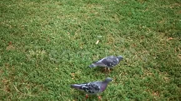 城市鸽子在公园的草地上缓慢行走视频的预览图