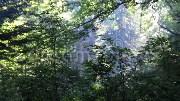 光线充足的森林视频的预览图