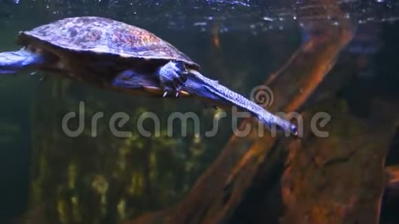 淡水海龟在水下游泳视频的预览图