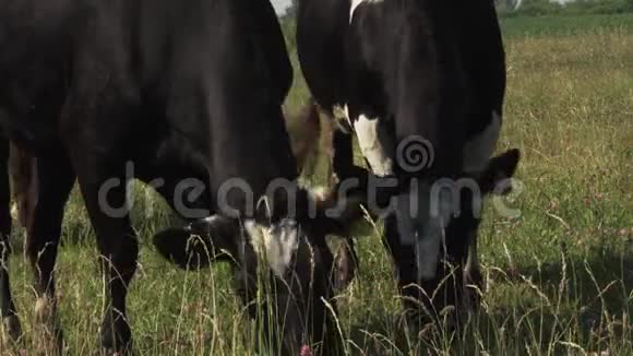在阳光明媚的夏日牛在草地上吃草视频的预览图
