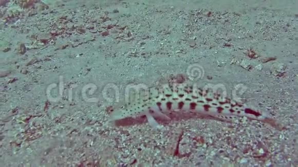 珊瑚礁上热带海洋中的斑点沙斑视频的预览图
