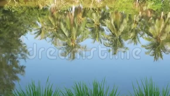 反思椰子树的水视频的预览图