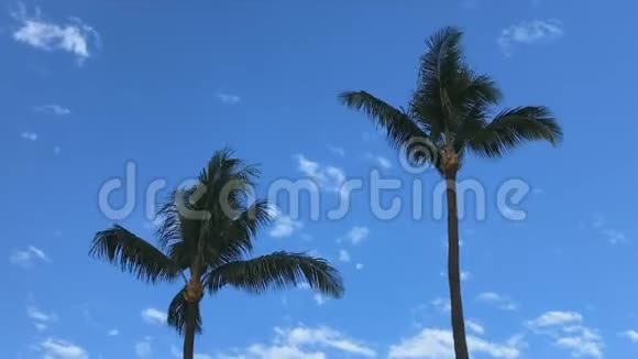 两棵棕榈树白云和月亮的时间视频的预览图