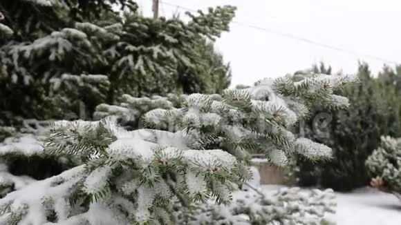 雪覆盖的杉树枝条的近距离拍摄慢动作视频的预览图