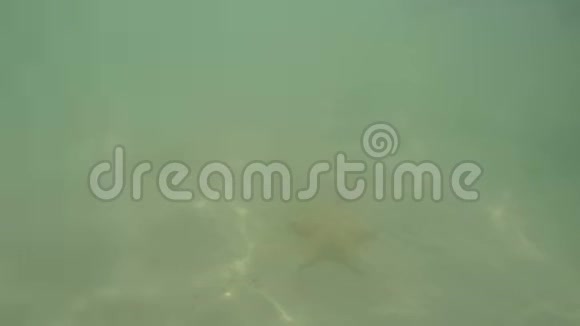 人类潜入水中在沙质海底看海星自然光加勒比海鼓舞人心视频的预览图