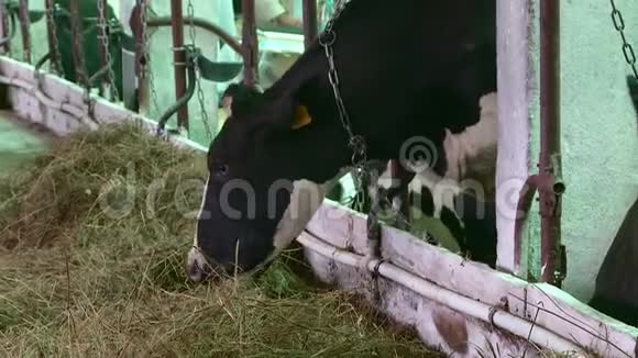 在农场饲养奶牛和公牛视频的预览图