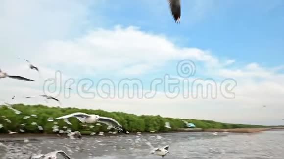 一群海鸥在高空缓慢飞行视频的预览图