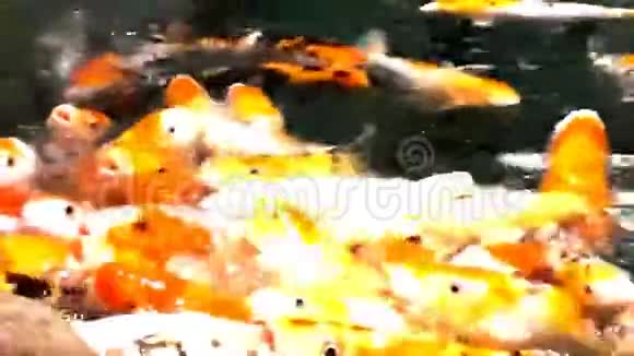 在阳光明媚的夏日池塘里有许多饥饿的橙鱼锦鲤视频的预览图