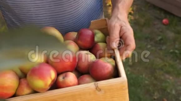 特写一个装满成熟红苹果的大木箱收获秋季花园生态农业健康食品视频的预览图