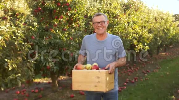 丰收节一个农夫在他的花园里把苹果放在木箱里那人正在工作骄傲地微笑着视频的预览图