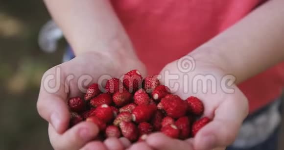 红色草莓躺在孩子们手上视频的预览图