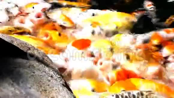 在阳光明媚的夏日池塘里有许多饥饿的橙鱼锦鲤视频的预览图