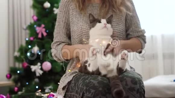 一个女孩和她的猫玩好像他是个鼓手戴着花环的跳舞猫可爱至极毛茸茸的灰色视频的预览图