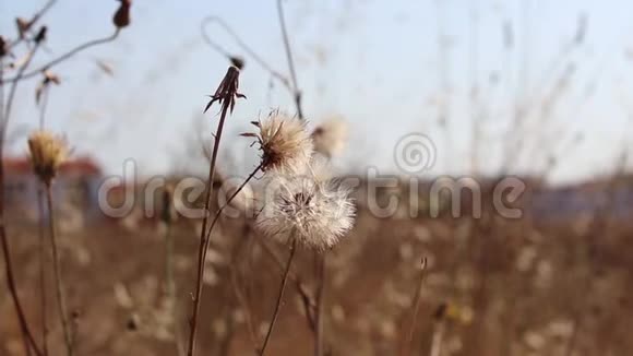 花和枯萎的蒲公英野花在风中摇曳视频的预览图