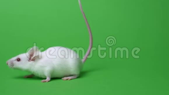 白色家庭鼠标在绿色背景上实验室老鼠清洗和嗅嗅视频的预览图