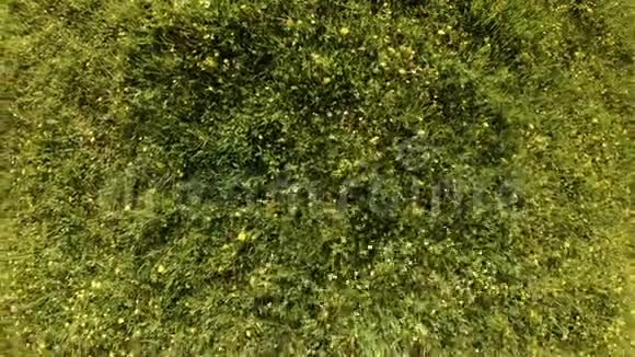 在一片绿色的田野上有夏天的草药和花慢慢地视频的预览图
