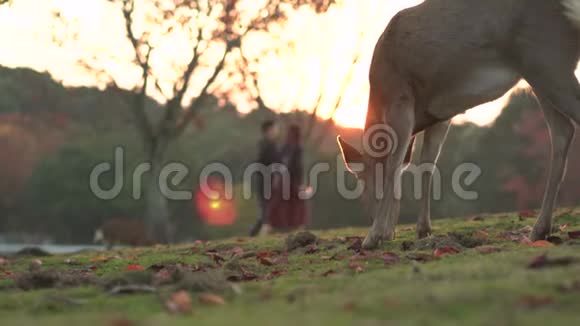 孤独的鹿在秋天在奈良放牧而游客在日落时在背景中行走红色的枫叶躺在草地上视频的预览图