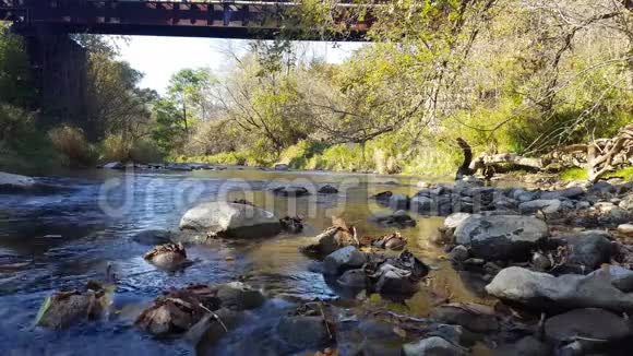 鲑鱼鱼在河后游泳公鸡秋天的巨石视频的预览图