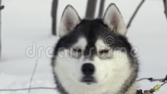冬季体育比赛前哈士奇犬种的肖像滑雪者赛车视频的预览图