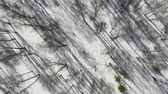 冬季森林景观和日落雪冬树美丽的自然鸟瞰视频的预览图