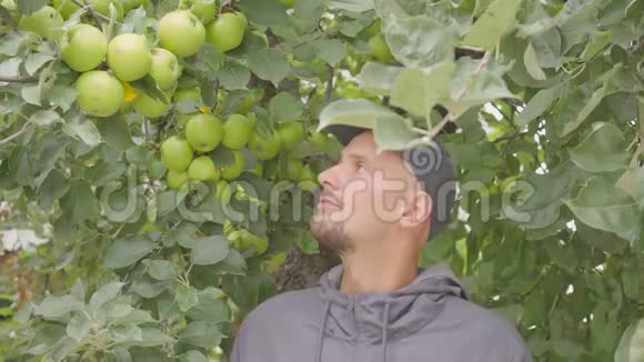 树枝上绿苹果农民在农场果园里交手视频的预览图