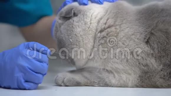 专业兽医抚摸猫在体检时镇静宠物保健视频的预览图