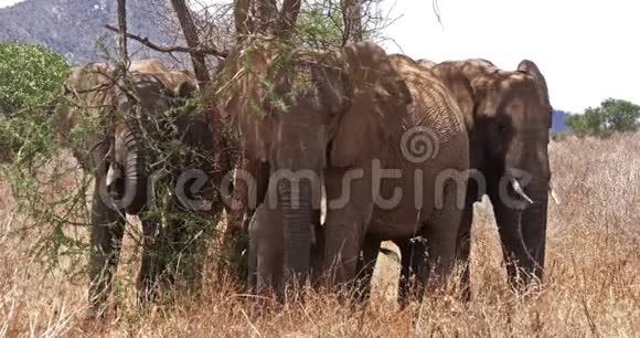 非洲象非洲象灌木丛中的群肯尼亚的茨沃公园实时视频的预览图