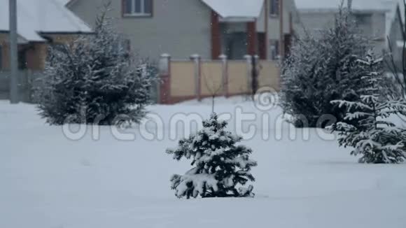 雪中的云杉视频的预览图