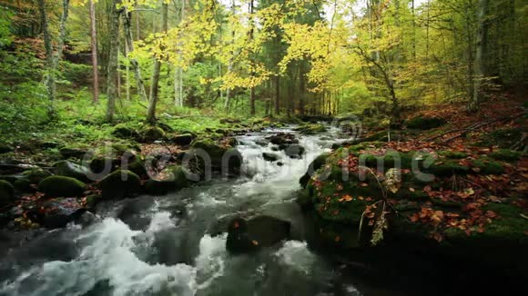 秋天的河流伴着大自然的声音视频的预览图