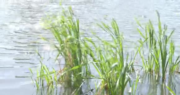 风吹拂着湖面上的青藤叶子视频的预览图