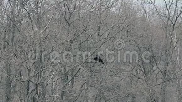 两只乌鸦在树枝上调情视频的预览图