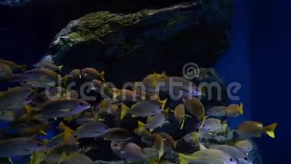 水族馆中的热带礁鱼鲨鱼和水生植物视频的预览图