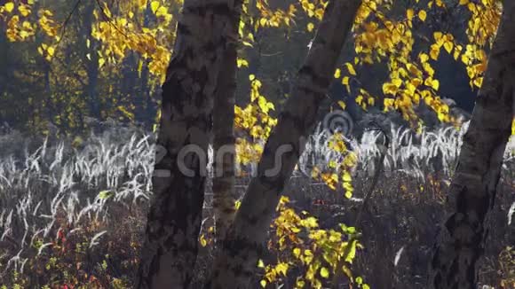 白桦树立在干草草地上视频的预览图