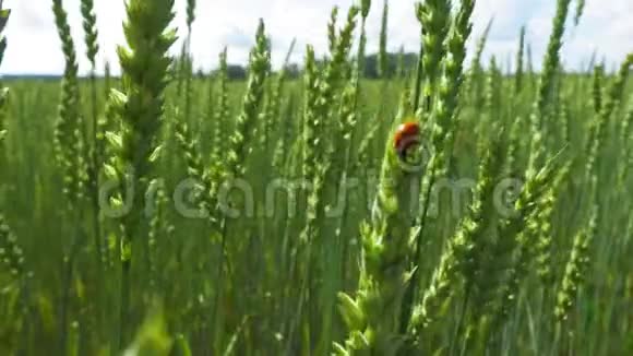 绿野和瓢虫在风中摇曳视频的预览图
