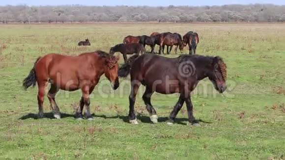 牧马群在草地上放牧在马场里放牧视频的预览图