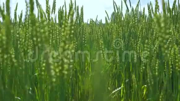 新鲜的绿色黑麦或小麦茎近缓行视频的预览图
