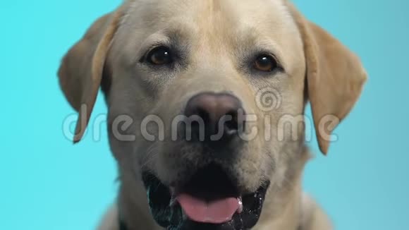友好的拉布拉多在蓝色背景上看相机宠物护理猎犬品种视频的预览图