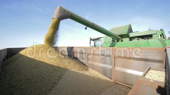 农业综合企业结合卸载大豆在卡车在秋季收获在田间视频的预览图