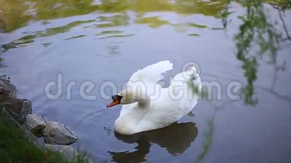 湖中的白天鹅视频的预览图