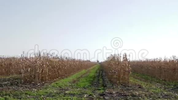 在秋收期间在农田上翻起玉米田从汽车上看视频的预览图