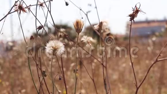 枯萎的蒲公英野花在风中摇曳蒲公英头上的虫子在走动视频的预览图