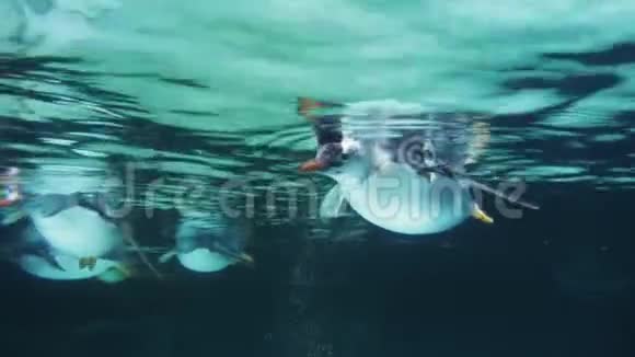 几只企鹅正在游泳视频的预览图