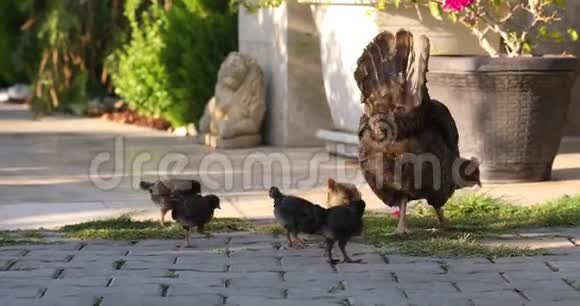 小鸡妈妈和小鸡一起在草坪上散步视频的预览图