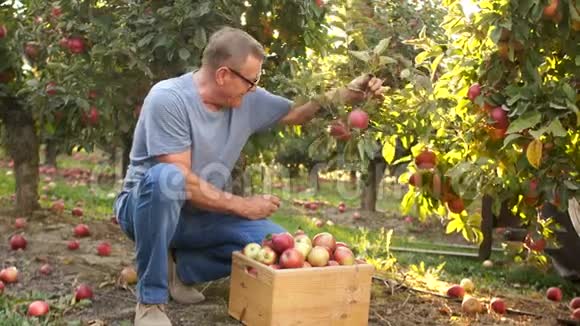 老人收割苹果花园里的树枝上有许多漂亮的红苹果农夫收集一个视频的预览图